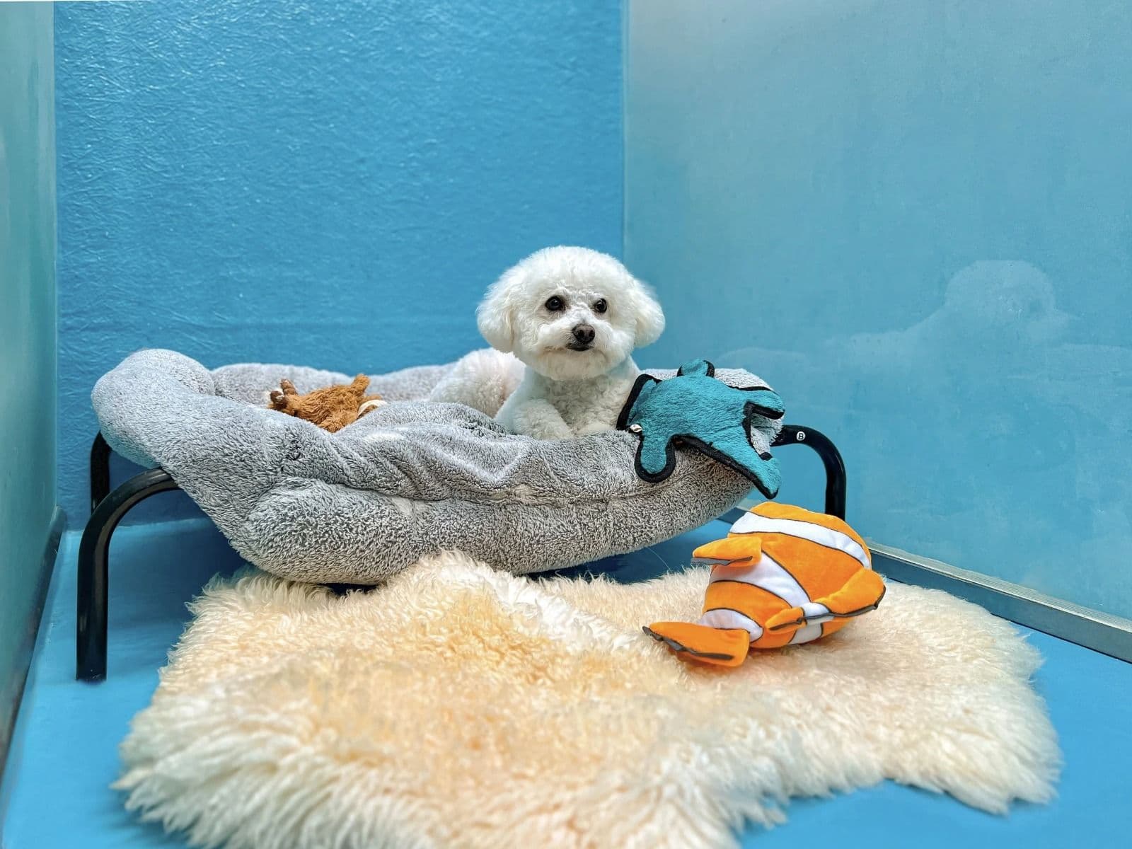 Tom & Jerry Pet Shop – Premium Pet Boarding and Daycare in Business Bay, Dubai