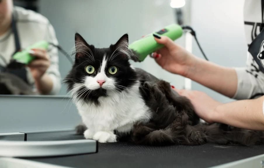 Full Grooming