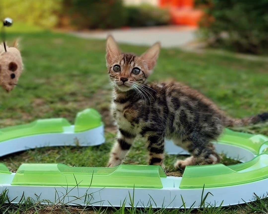 Bengal kitten Dubai | Bengal kittens Dubai | Bengal kitten for sale Dubai | Bengal kittens for sale Dubai | Buy Bengal kitten in Dubai | Bengal kitten Dubai price | Bengal kittens UAE | Bengal kittens for sale UAE | Bengal kitten Dubai pet shop | Purebred Bengal kittens Dubai | Spotted Bengal kitten Dubai | Brown Bengal kittens Dubai | Golden Bengal kittens Dubai | Healthy Bengal kittens Dubai | Premium Bengal kittens Dubai | Bengal kittens Business Bay Dubai | Best Bengal kitten shop in Dubai | Bengal kittens Tom and Jerry Pet Shop Dubai | Buy Bengal kittens from Tom and Jerry Pet Shop Dubai | Bengal kitten for sale near me Dubai | Bengal kittens near me UAE | Affordable Bengal kittens Dubai | Vaccinated Bengal kitten Dubai | Bengal kitten available in Dubai | Exotic Bengal kittens Dubai | Baby Bengal kitten Dubai
