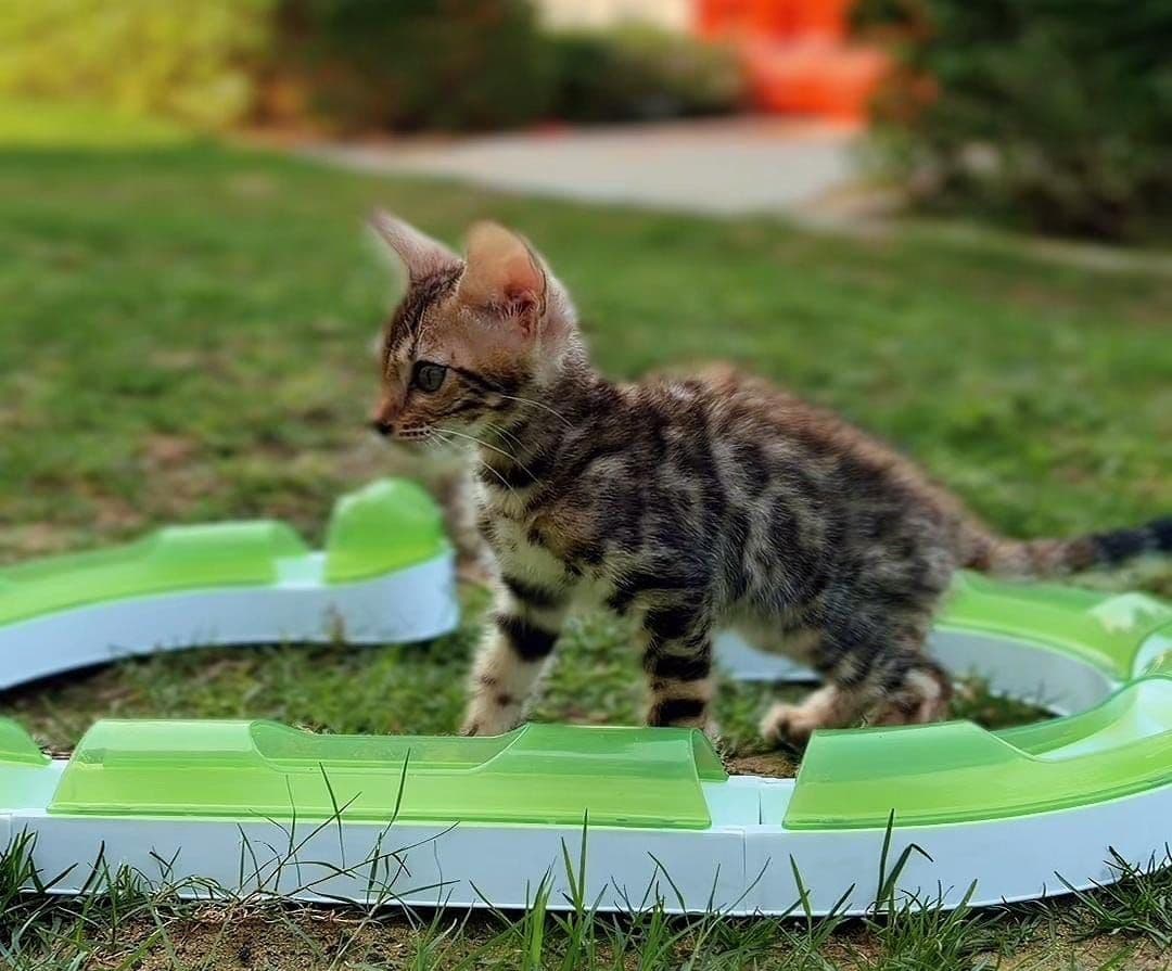 Bengal kitten Dubai | Bengal kittens Dubai | Bengal kitten for sale Dubai | Bengal kittens for sale Dubai | Buy Bengal kitten in Dubai | Bengal kitten Dubai price | Bengal kittens UAE | Bengal kittens for sale UAE | Bengal kitten Dubai pet shop | Purebred Bengal kittens Dubai | Spotted Bengal kitten Dubai | Brown Bengal kittens Dubai | Golden Bengal kittens Dubai | Healthy Bengal kittens Dubai | Premium Bengal kittens Dubai | Bengal kittens Business Bay Dubai | Best Bengal kitten shop in Dubai | Bengal kittens Tom and Jerry Pet Shop Dubai | Buy Bengal kittens from Tom and Jerry Pet Shop Dubai | Bengal kitten for sale near me Dubai | Bengal kittens near me UAE | Affordable Bengal kittens Dubai | Vaccinated Bengal kitten Dubai | Bengal kitten available in Dubai | Exotic Bengal kittens Dubai | Baby Bengal kitten Dubai - Image 4