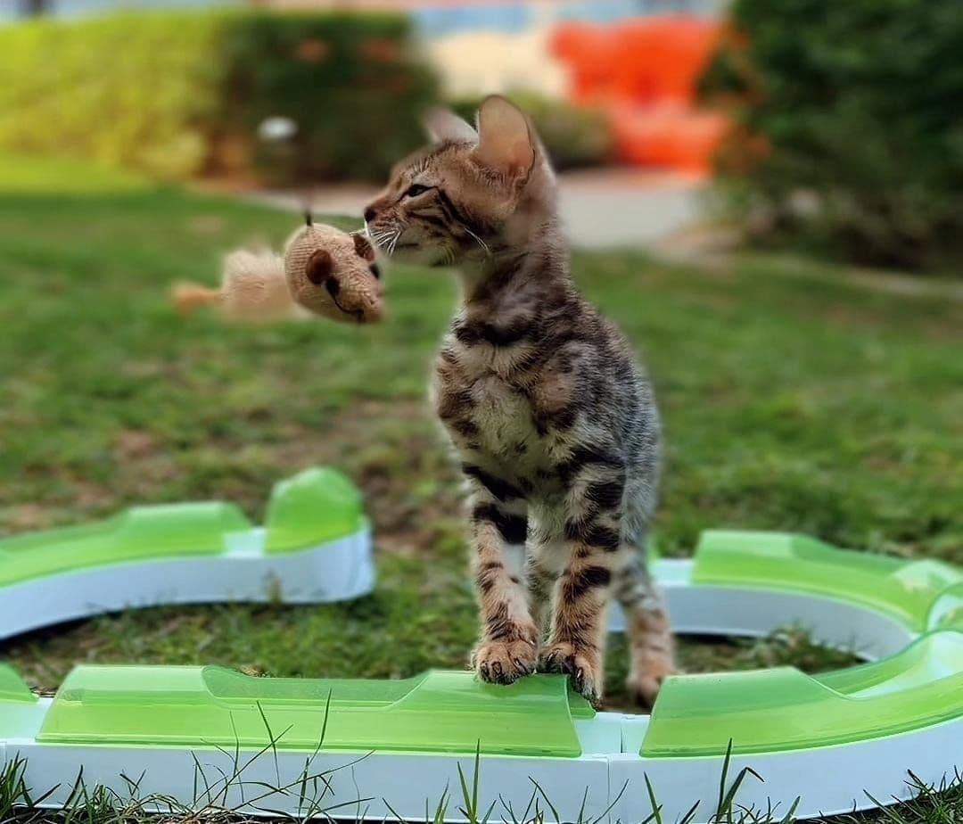 Bengal kitten Dubai | Bengal kittens Dubai | Bengal kitten for sale Dubai | Bengal kittens for sale Dubai | Buy Bengal kitten in Dubai | Bengal kitten Dubai price | Bengal kittens UAE | Bengal kittens for sale UAE | Bengal kitten Dubai pet shop | Purebred Bengal kittens Dubai | Spotted Bengal kitten Dubai | Brown Bengal kittens Dubai | Golden Bengal kittens Dubai | Healthy Bengal kittens Dubai | Premium Bengal kittens Dubai | Bengal kittens Business Bay Dubai | Best Bengal kitten shop in Dubai | Bengal kittens Tom and Jerry Pet Shop Dubai | Buy Bengal kittens from Tom and Jerry Pet Shop Dubai | Bengal kitten for sale near me Dubai | Bengal kittens near me UAE | Affordable Bengal kittens Dubai | Vaccinated Bengal kitten Dubai | Bengal kitten available in Dubai | Exotic Bengal kittens Dubai | Baby Bengal kitten Dubai - Image 5