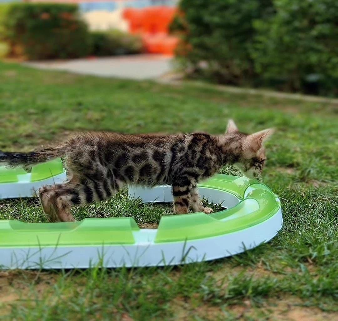 Bengal kitten Dubai | Bengal kittens Dubai | Bengal kitten for sale Dubai | Bengal kittens for sale Dubai | Buy Bengal kitten in Dubai | Bengal kitten Dubai price | Bengal kittens UAE | Bengal kittens for sale UAE | Bengal kitten Dubai pet shop | Purebred Bengal kittens Dubai | Spotted Bengal kitten Dubai | Brown Bengal kittens Dubai | Golden Bengal kittens Dubai | Healthy Bengal kittens Dubai | Premium Bengal kittens Dubai | Bengal kittens Business Bay Dubai | Best Bengal kitten shop in Dubai | Bengal kittens Tom and Jerry Pet Shop Dubai | Buy Bengal kittens from Tom and Jerry Pet Shop Dubai | Bengal kitten for sale near me Dubai | Bengal kittens near me UAE | Affordable Bengal kittens Dubai | Vaccinated Bengal kitten Dubai | Bengal kitten available in Dubai | Exotic Bengal kittens Dubai | Baby Bengal kitten Dubai - Image 1