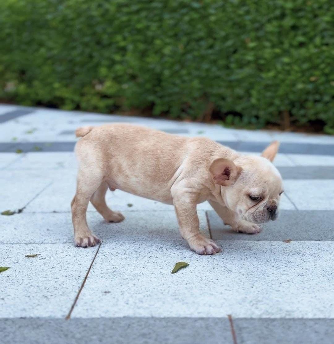 French Bulldog puppies Dubai | Frenchie puppies for sale Dubai | French Bulldog breeders in Dubai | Buy French Bulldog in Dubai | French Bulldog Dubai price | Frenchie puppy Dubai pet shop | French Bulldog puppies UAE | Frenchie for sale UAE | French Bulldog Dubai for adoption | Best French Bulldog shop in Dubai | Dubai Frenchie puppies available | French Bulldog puppies Business Bay Dubai | Premium French Bulldog puppies Dubai | Healthy French Bulldog puppies Dubai | Dubai French Bulldog puppy store | French Bulldog puppies Tom and Jerry Pet Shop Dubai | Frenchie puppies Tom and Jerry Pet Shop | Buy French Bulldog from Tom and Jerry Pet Shop Dubai | French Bulldog puppies for sale near me Dubai | Frenchie puppy near me UAE | French Bulldog near me Dubai | Purebred French Bulldog puppies Dubai | Champion bloodline Frenchie puppies Dubai | Vaccinated French Bulldog puppies Dubai | Affordable French Bulldog puppies Dubai | Blue Frenchie puppies Dubai | Cream French Bulldog puppies Dubai | Exotic French Bulldog puppies Dubai - Image 2