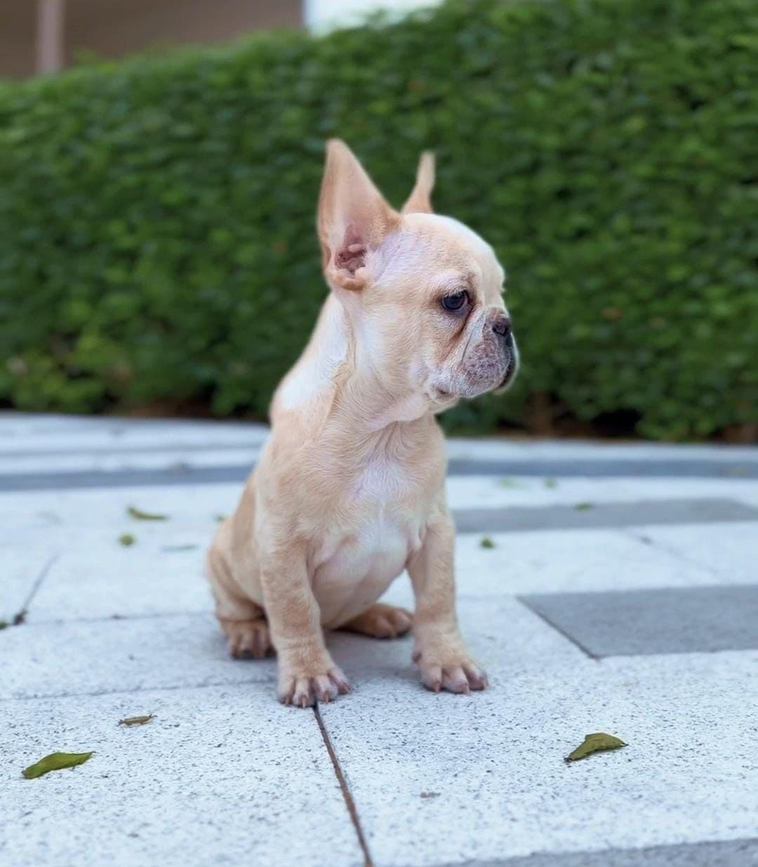 French Bulldog puppies Dubai | Frenchie puppies for sale Dubai | French Bulldog breeders in Dubai | Buy French Bulldog in Dubai | French Bulldog Dubai price | Frenchie puppy Dubai pet shop | French Bulldog puppies UAE | Frenchie for sale UAE | French Bulldog Dubai for adoption | Best French Bulldog shop in Dubai | Dubai Frenchie puppies available | French Bulldog puppies Business Bay Dubai | Premium French Bulldog puppies Dubai | Healthy French Bulldog puppies Dubai | Dubai French Bulldog puppy store | French Bulldog puppies Tom and Jerry Pet Shop Dubai | Frenchie puppies Tom and Jerry Pet Shop | Buy French Bulldog from Tom and Jerry Pet Shop Dubai | French Bulldog puppies for sale near me Dubai | Frenchie puppy near me UAE | French Bulldog near me Dubai | Purebred French Bulldog puppies Dubai | Champion bloodline Frenchie puppies Dubai | Vaccinated French Bulldog puppies Dubai | Affordable French Bulldog puppies Dubai | Blue Frenchie puppies Dubai | Cream French Bulldog puppies Dubai | Exotic French Bulldog puppies Dubai - Image 3