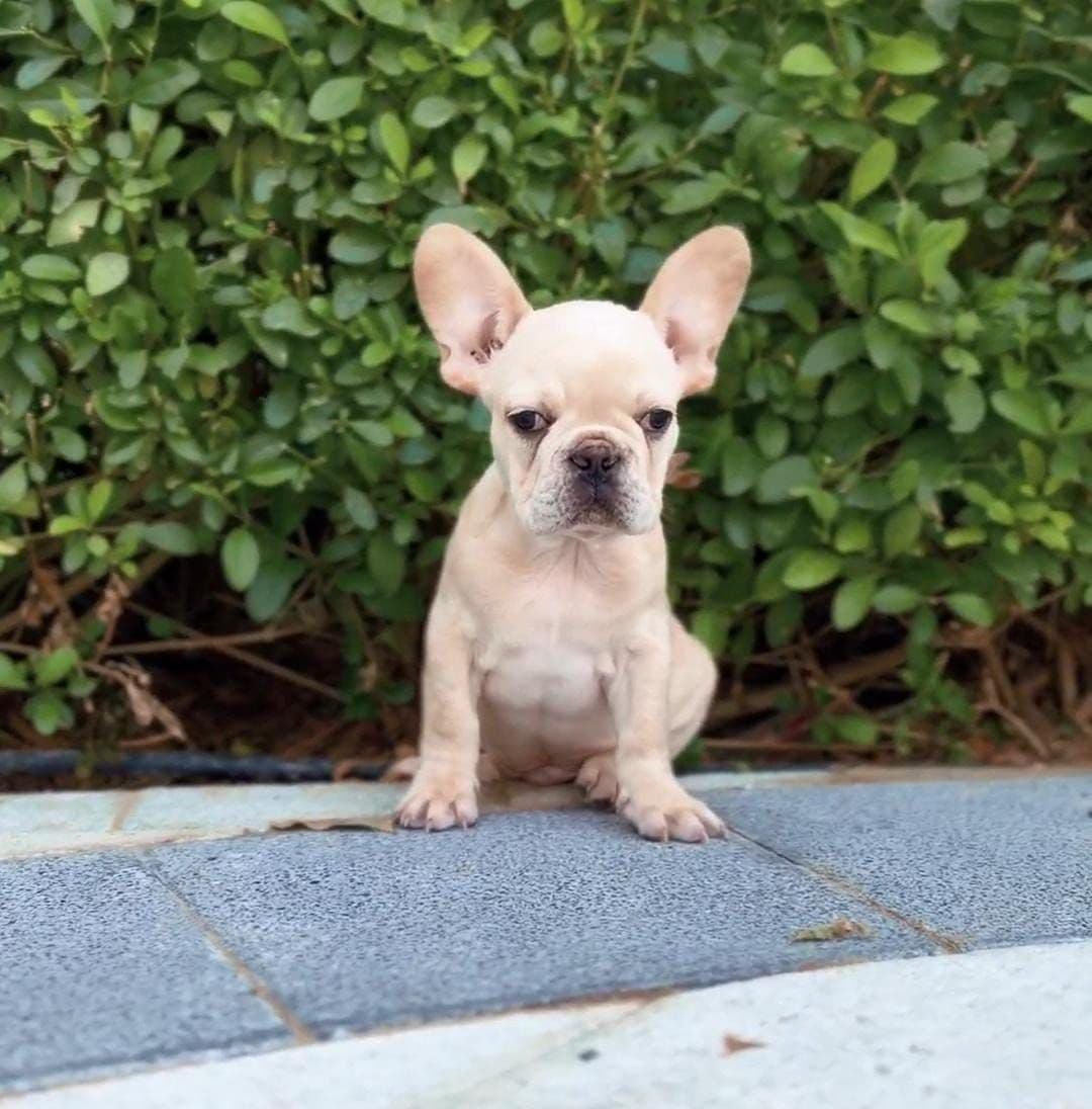 French Bulldog puppies Dubai | Frenchie puppies for sale Dubai | French Bulldog breeders in Dubai | Buy French Bulldog in Dubai | French Bulldog Dubai price | Frenchie puppy Dubai pet shop | French Bulldog puppies UAE | Frenchie for sale UAE | French Bulldog Dubai for adoption | Best French Bulldog shop in Dubai | Dubai Frenchie puppies available | French Bulldog puppies Business Bay Dubai | Premium French Bulldog puppies Dubai | Healthy French Bulldog puppies Dubai | Dubai French Bulldog puppy store | French Bulldog puppies Tom and Jerry Pet Shop Dubai | Frenchie puppies Tom and Jerry Pet Shop | Buy French Bulldog from Tom and Jerry Pet Shop Dubai | French Bulldog puppies for sale near me Dubai | Frenchie puppy near me UAE | French Bulldog near me Dubai | Purebred French Bulldog puppies Dubai | Champion bloodline Frenchie puppies Dubai | Vaccinated French Bulldog puppies Dubai | Affordable French Bulldog puppies Dubai | Blue Frenchie puppies Dubai | Cream French Bulldog puppies Dubai | Exotic French Bulldog puppies Dubai - Image 4