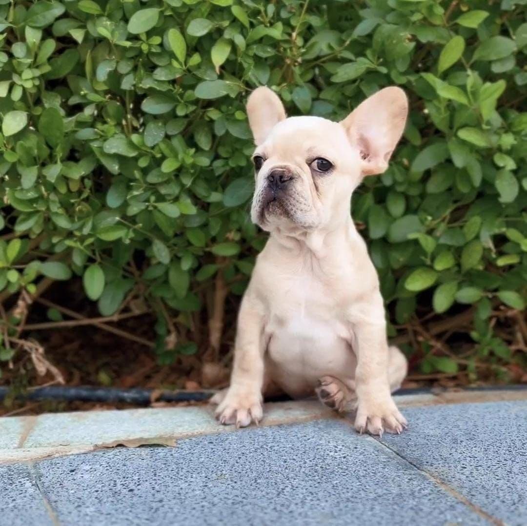 French Bulldog puppies Dubai | Frenchie puppies for sale Dubai | French Bulldog breeders in Dubai | Buy French Bulldog in Dubai | French Bulldog Dubai price | Frenchie puppy Dubai pet shop | French Bulldog puppies UAE | Frenchie for sale UAE | French Bulldog Dubai for adoption | Best French Bulldog shop in Dubai | Dubai Frenchie puppies available | French Bulldog puppies Business Bay Dubai | Premium French Bulldog puppies Dubai | Healthy French Bulldog puppies Dubai | Dubai French Bulldog puppy store | French Bulldog puppies Tom and Jerry Pet Shop Dubai | Frenchie puppies Tom and Jerry Pet Shop | Buy French Bulldog from Tom and Jerry Pet Shop Dubai | French Bulldog puppies for sale near me Dubai | Frenchie puppy near me UAE | French Bulldog near me Dubai | Purebred French Bulldog puppies Dubai | Champion bloodline Frenchie puppies Dubai | Vaccinated French Bulldog puppies Dubai | Affordable French Bulldog puppies Dubai | Blue Frenchie puppies Dubai | Cream French Bulldog puppies Dubai | Exotic French Bulldog puppies Dubai - Image 5