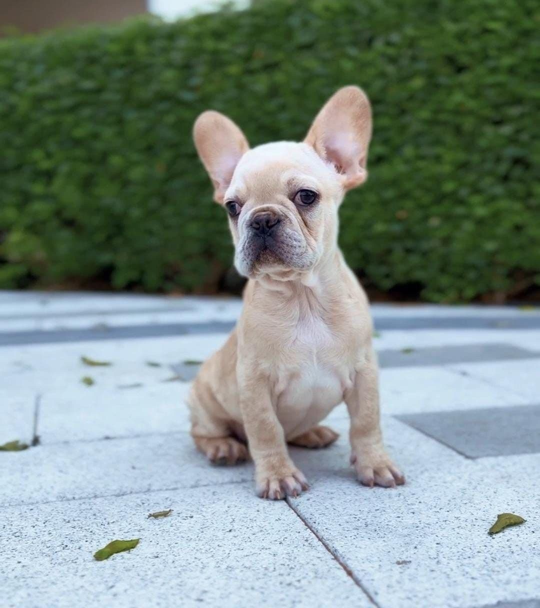 French Bulldog puppies Dubai | Frenchie puppies for sale Dubai | French Bulldog breeders in Dubai | Buy French Bulldog in Dubai | French Bulldog Dubai price | Frenchie puppy Dubai pet shop | French Bulldog puppies UAE | Frenchie for sale UAE | French Bulldog Dubai for adoption | Best French Bulldog shop in Dubai | Dubai Frenchie puppies available | French Bulldog puppies Business Bay Dubai | Premium French Bulldog puppies Dubai | Healthy French Bulldog puppies Dubai | Dubai French Bulldog puppy store | French Bulldog puppies Tom and Jerry Pet Shop Dubai | Frenchie puppies Tom and Jerry Pet Shop | Buy French Bulldog from Tom and Jerry Pet Shop Dubai | French Bulldog puppies for sale near me Dubai | Frenchie puppy near me UAE | French Bulldog near me Dubai | Purebred French Bulldog puppies Dubai | Champion bloodline Frenchie puppies Dubai | Vaccinated French Bulldog puppies Dubai | Affordable French Bulldog puppies Dubai | Blue Frenchie puppies Dubai | Cream French Bulldog puppies Dubai | Exotic French Bulldog puppies Dubai