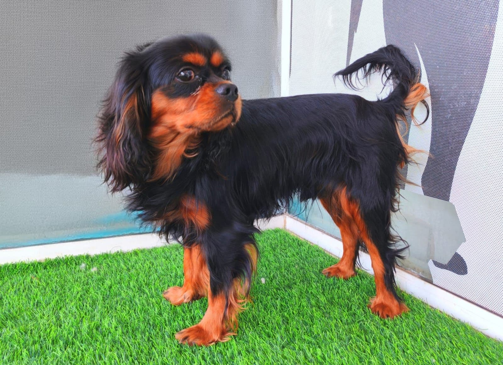 King Charles Speniel - Image 5
