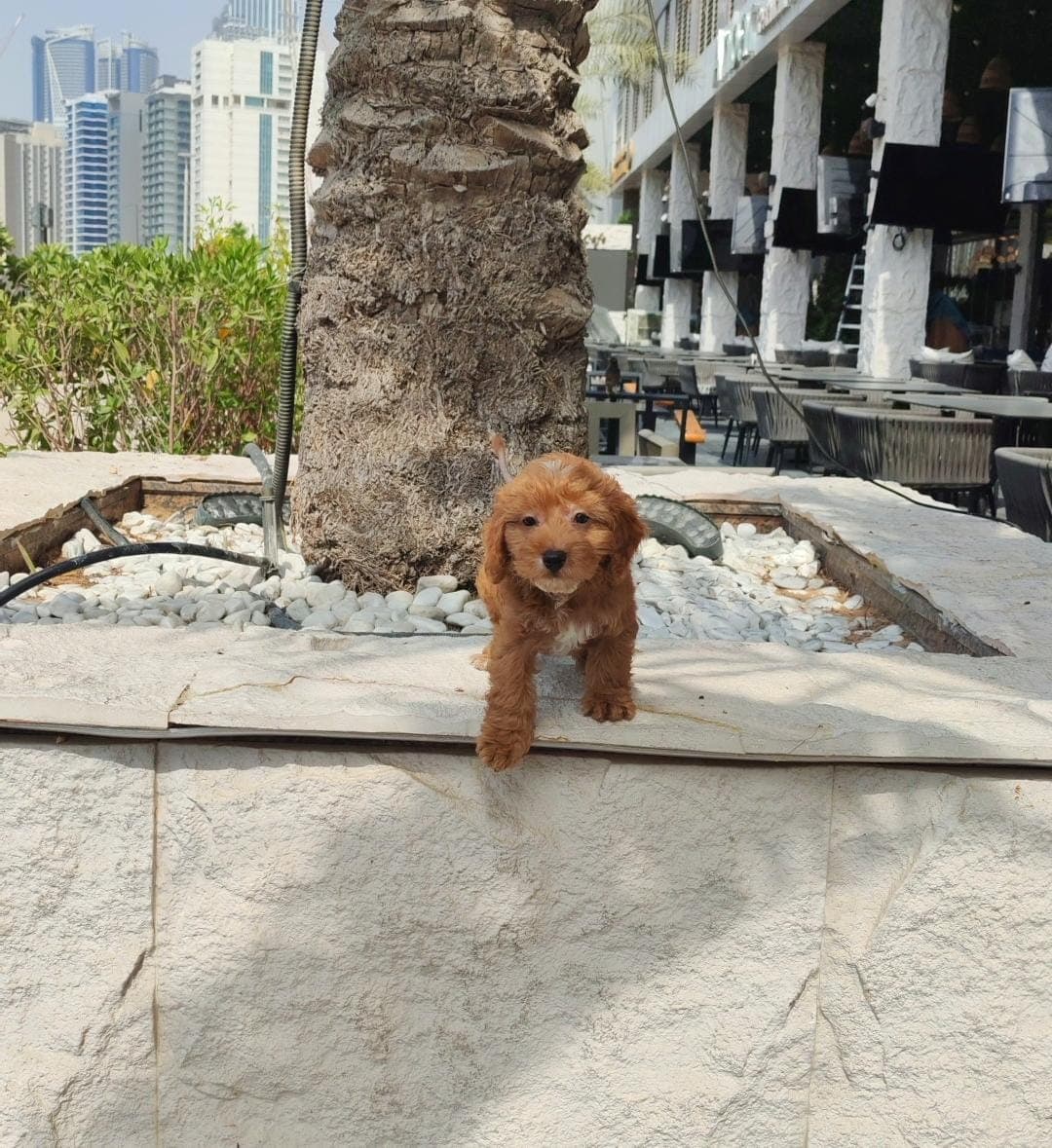 cockapoo - Image 1