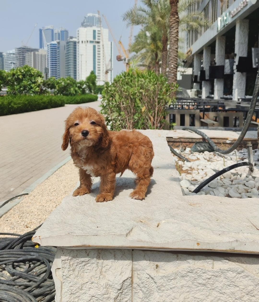cockapoo - Image 6