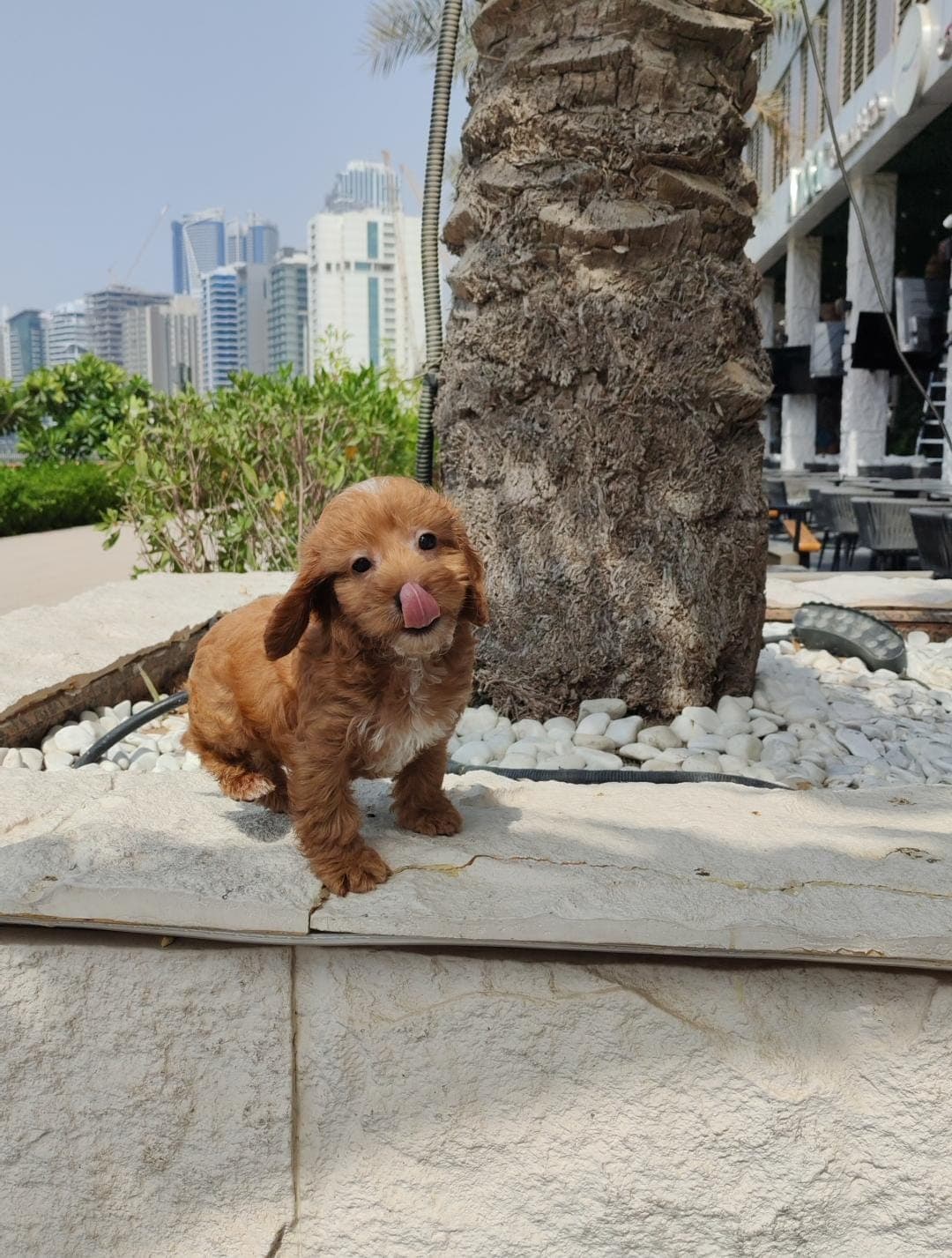 cockapoo - Image 4