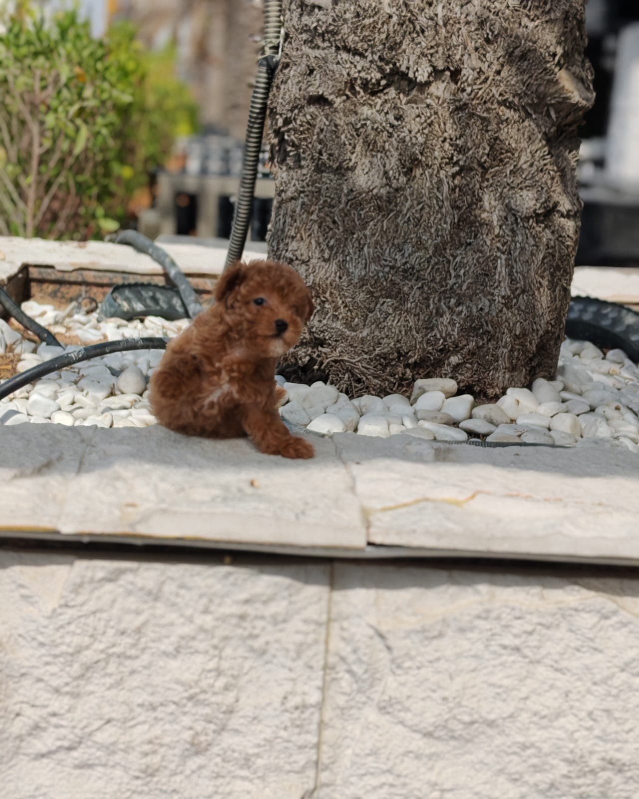 Teacup Poodle - Image 4