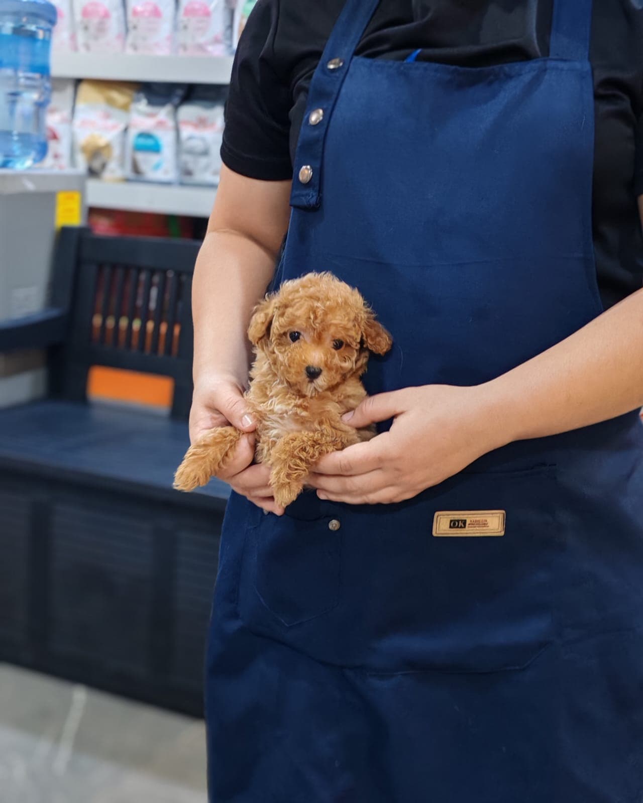Teacup Poodle - Image 2