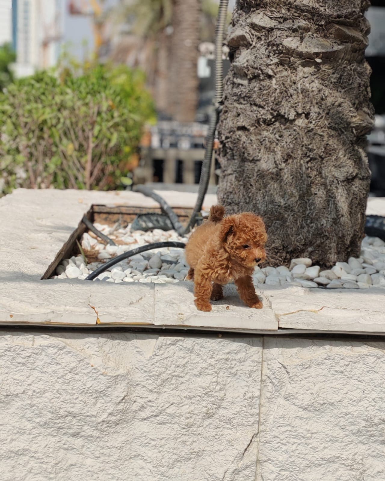 Teacup Poodle - Image 3
