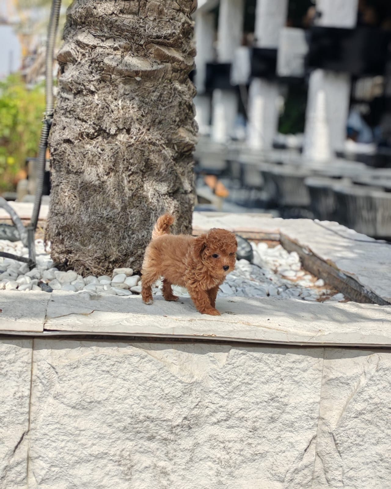 Teacup Poodle