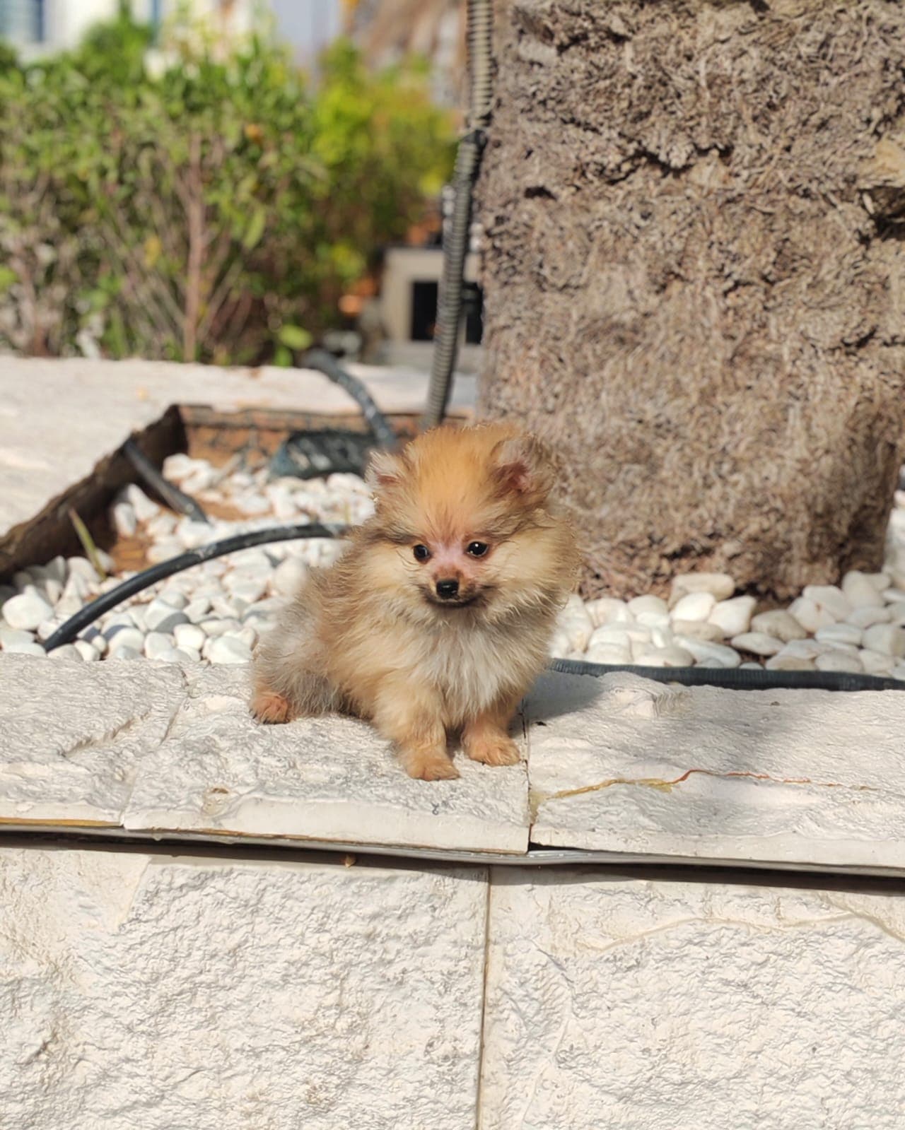 Pomeranian - Image 3