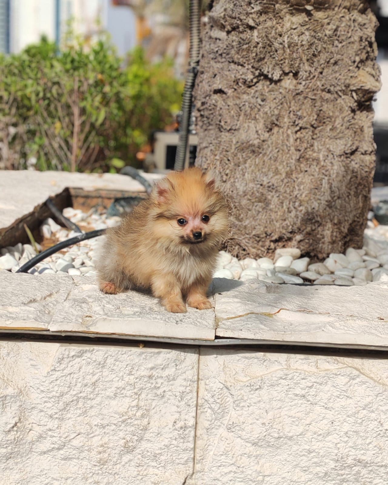 Pomeranian - Image 4