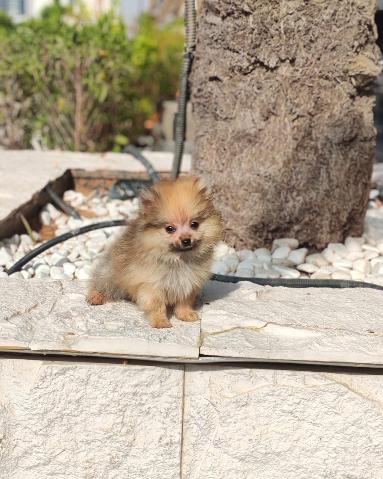 Pomeranian