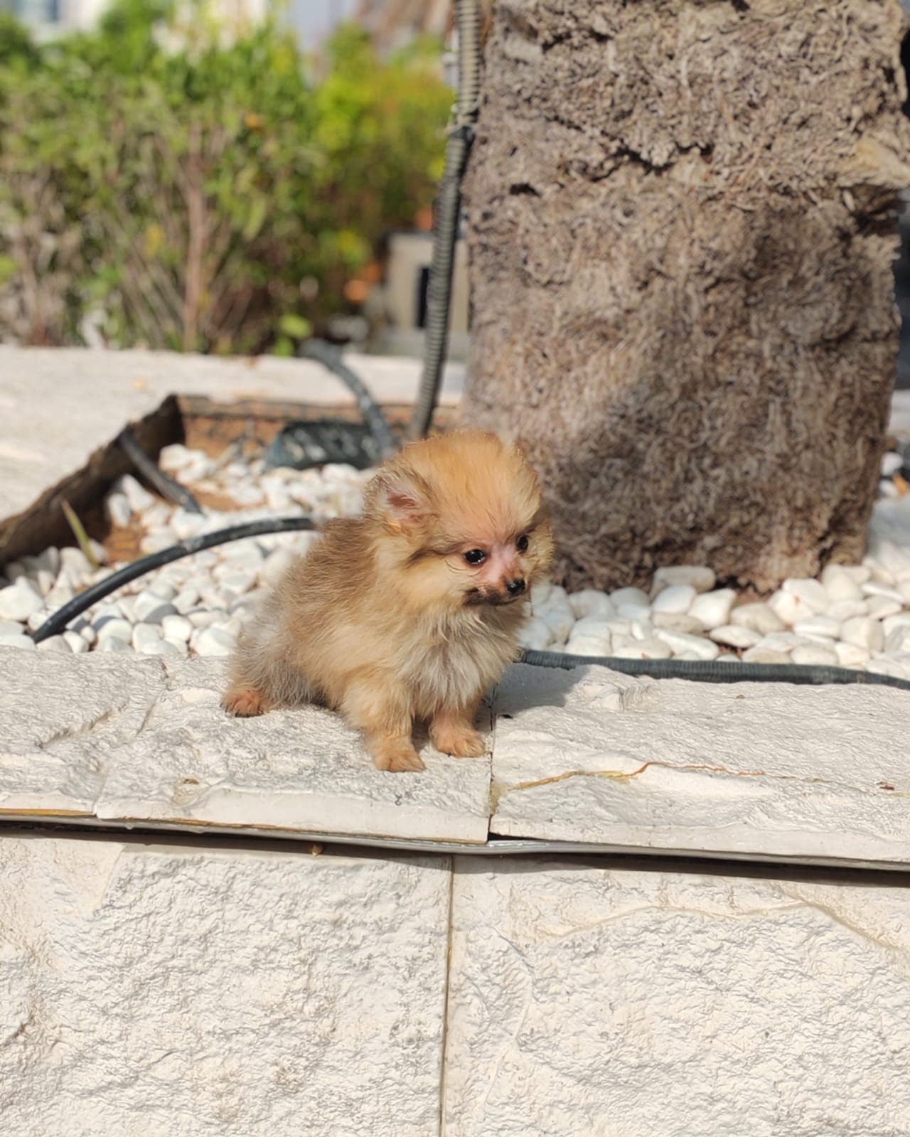 Pomeranian - Image 1