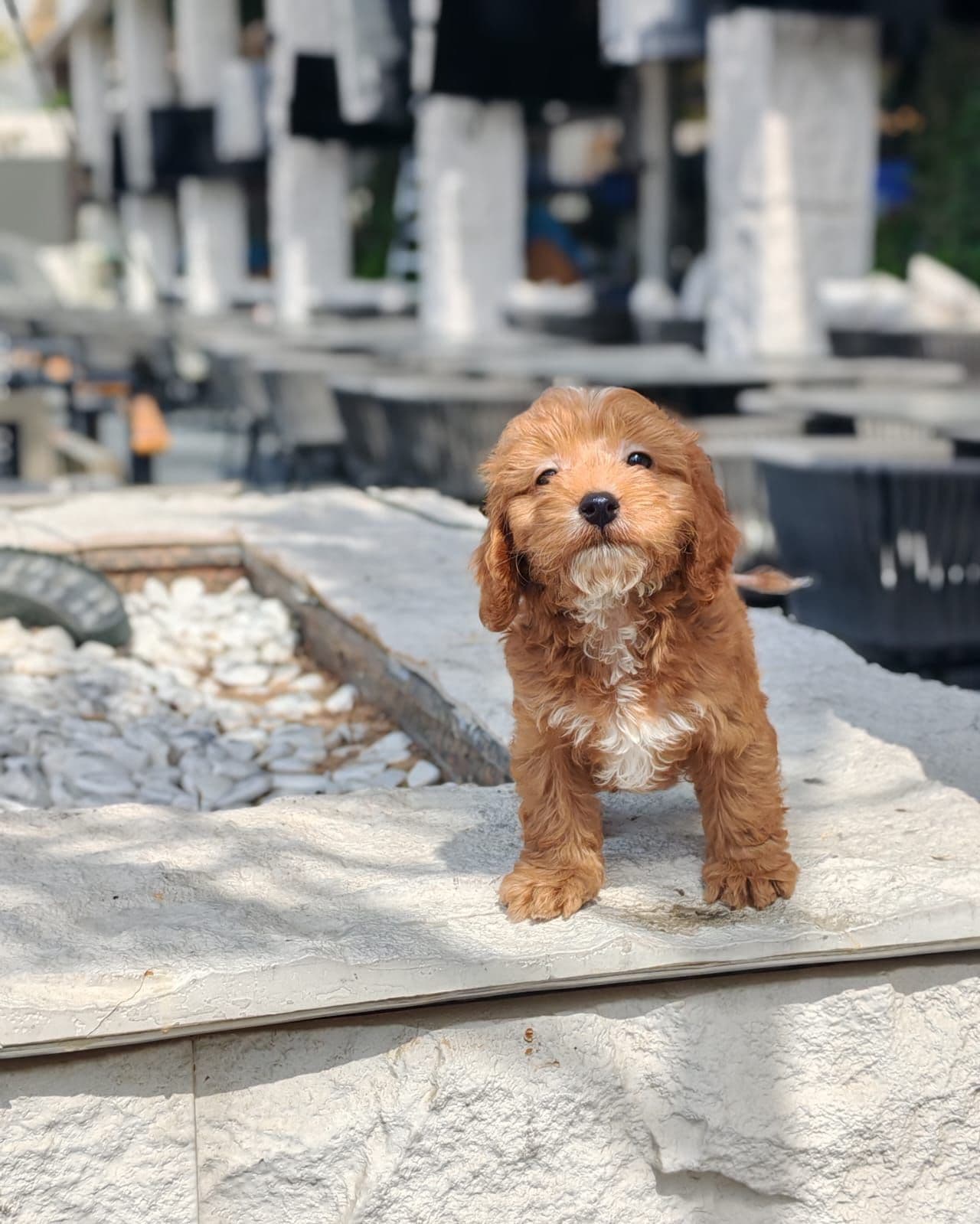 cockapoo