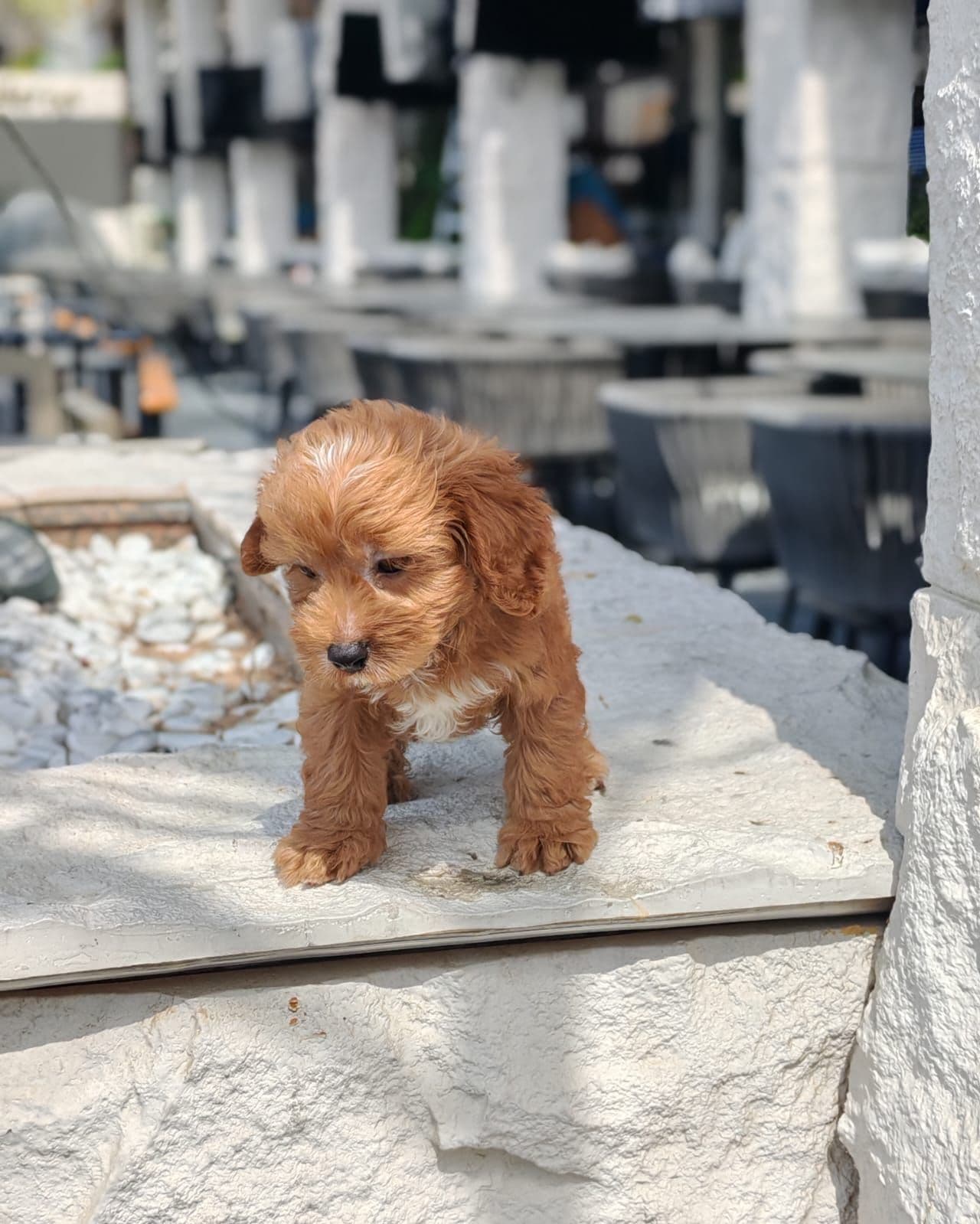 cockapoo - Image 3