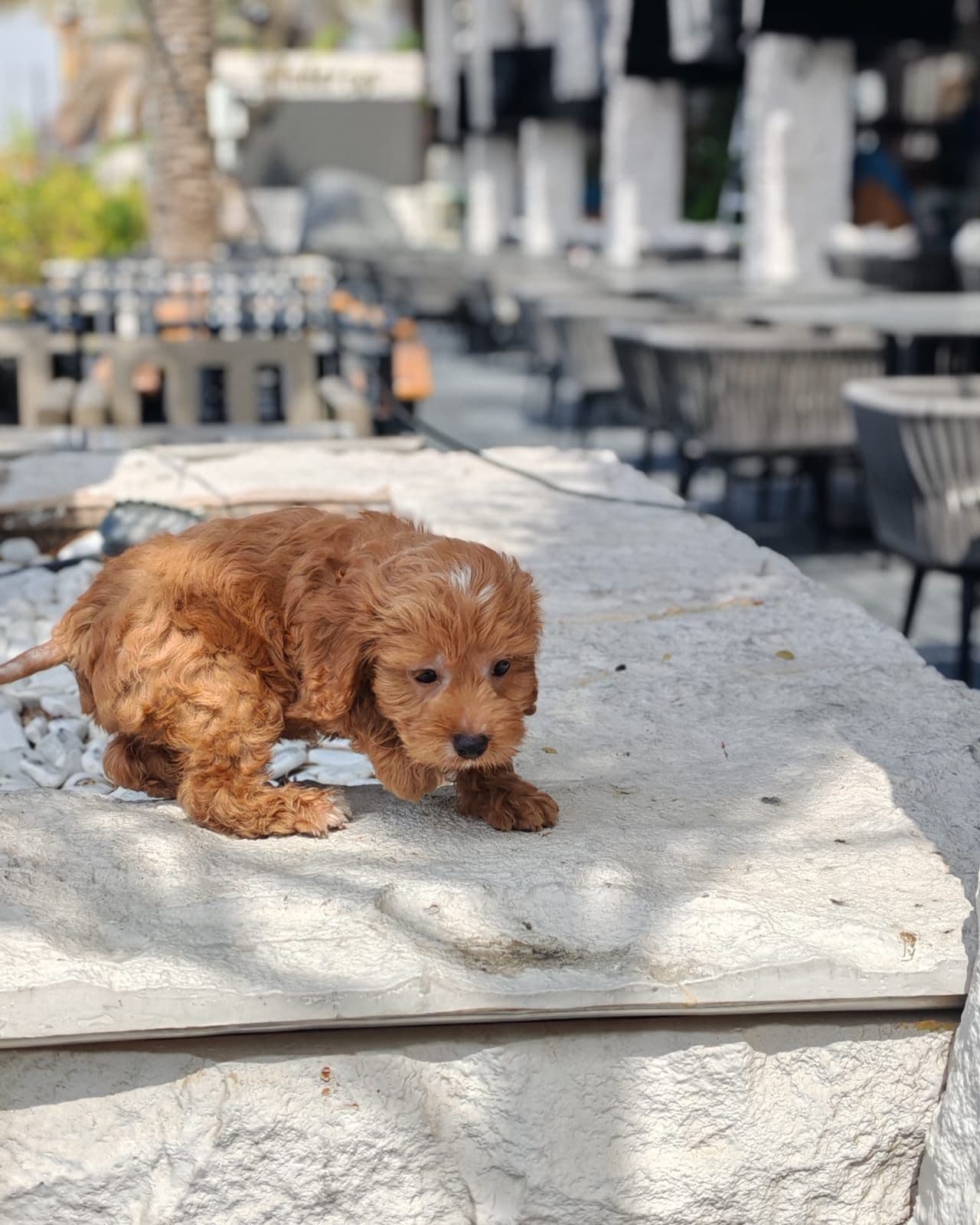 cockapoo - Image 4