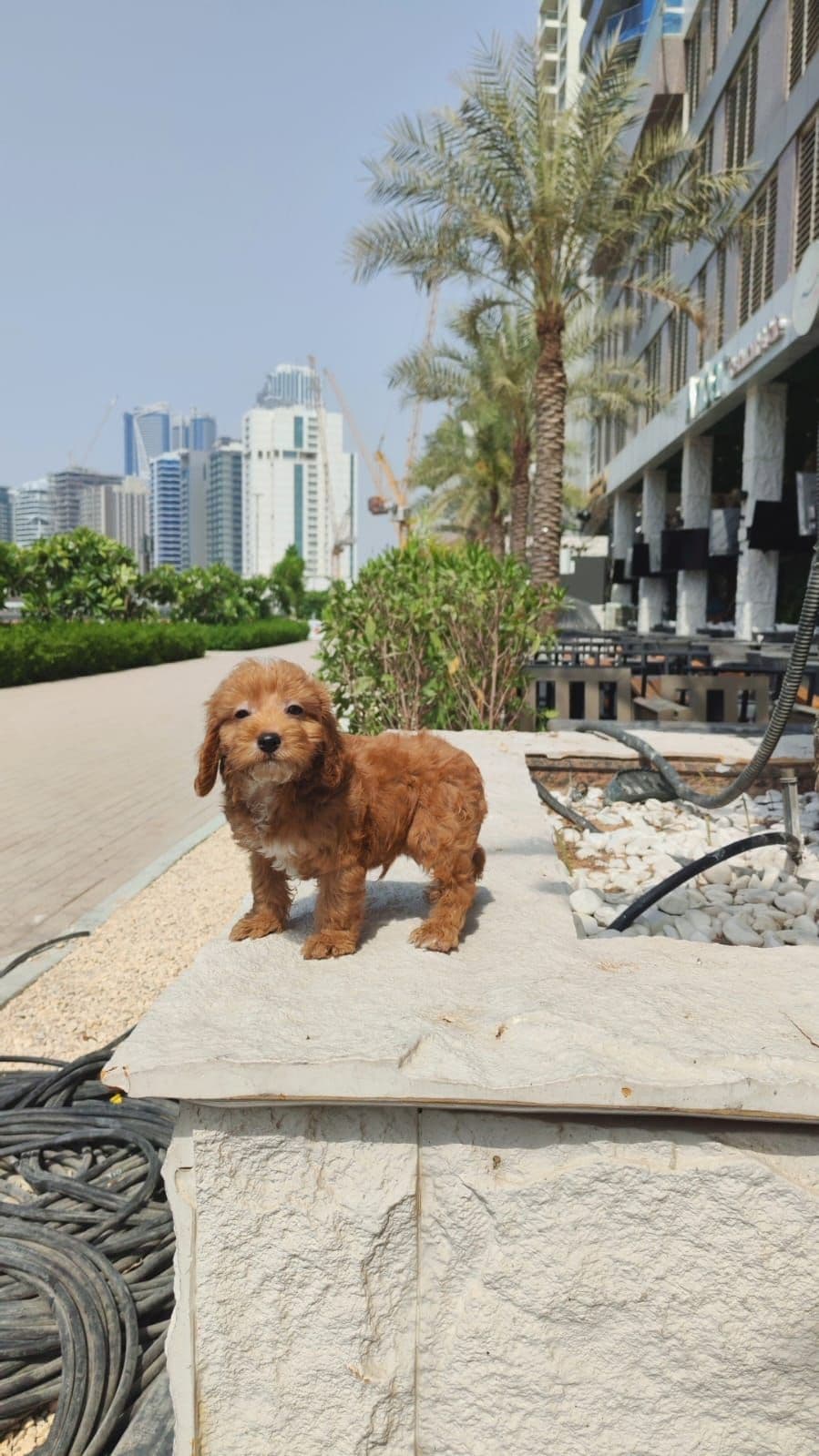 cockapoo - Image 5