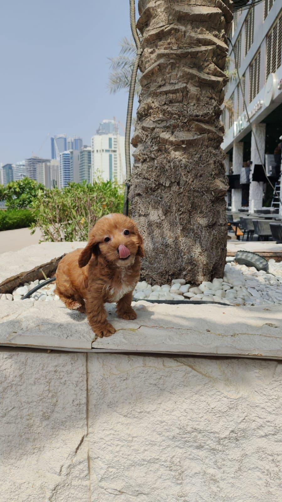 cockapoo - Image 6