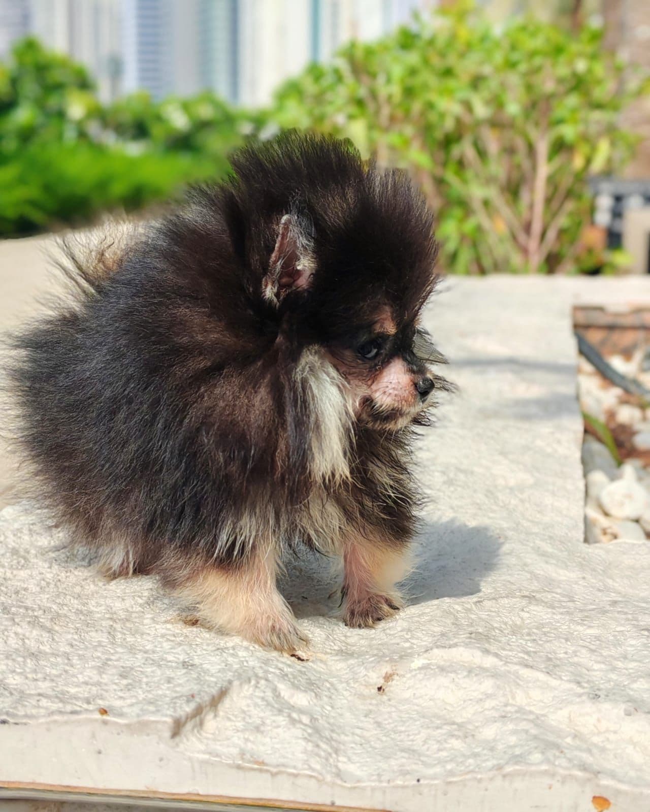 Teacup Pomeranian  - Image 1