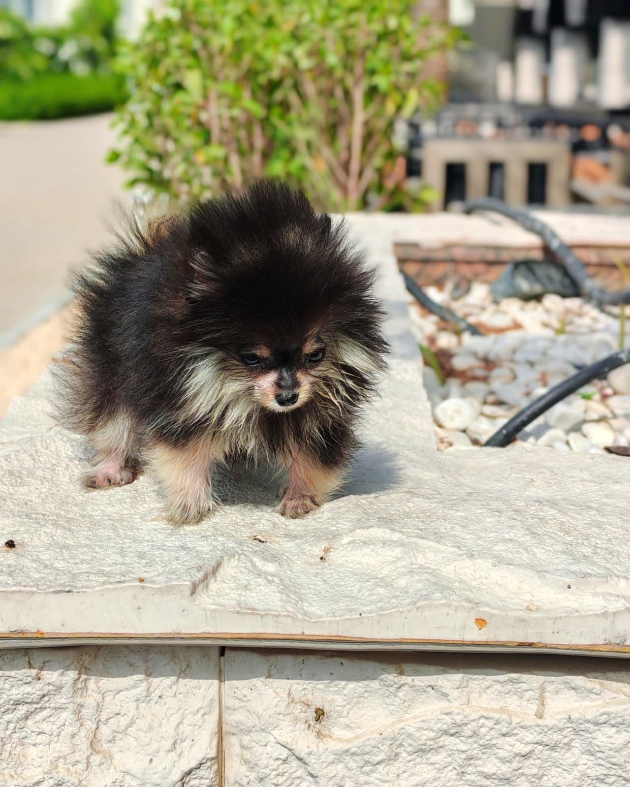 Teacup Pomeranian  - Image 2