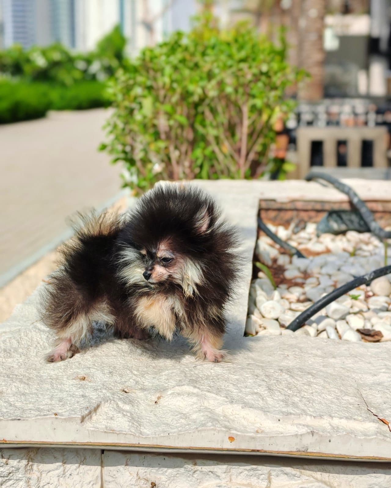 Teacup Pomeranian  - Image 3
