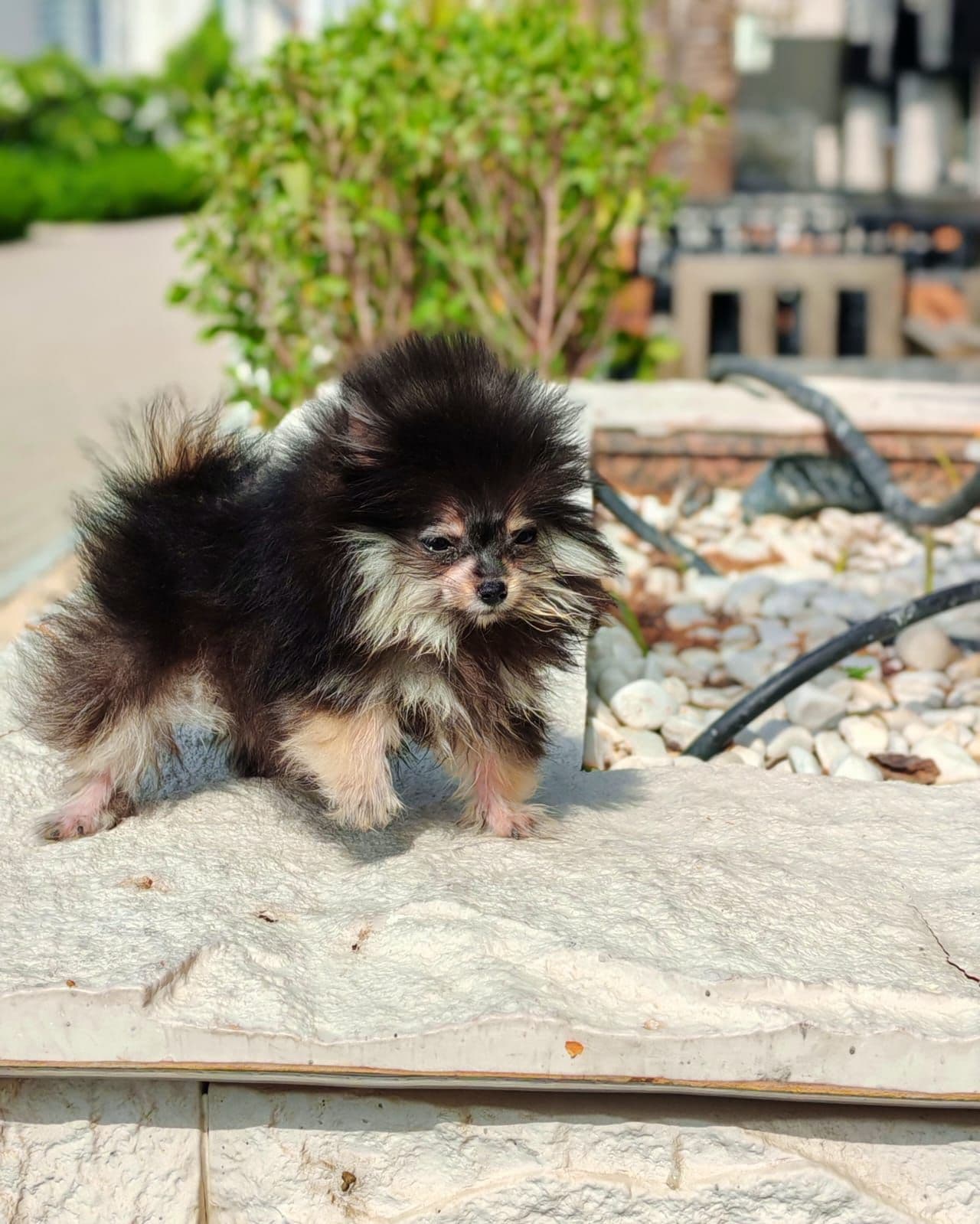 Teacup Pomeranian  - Image 4
