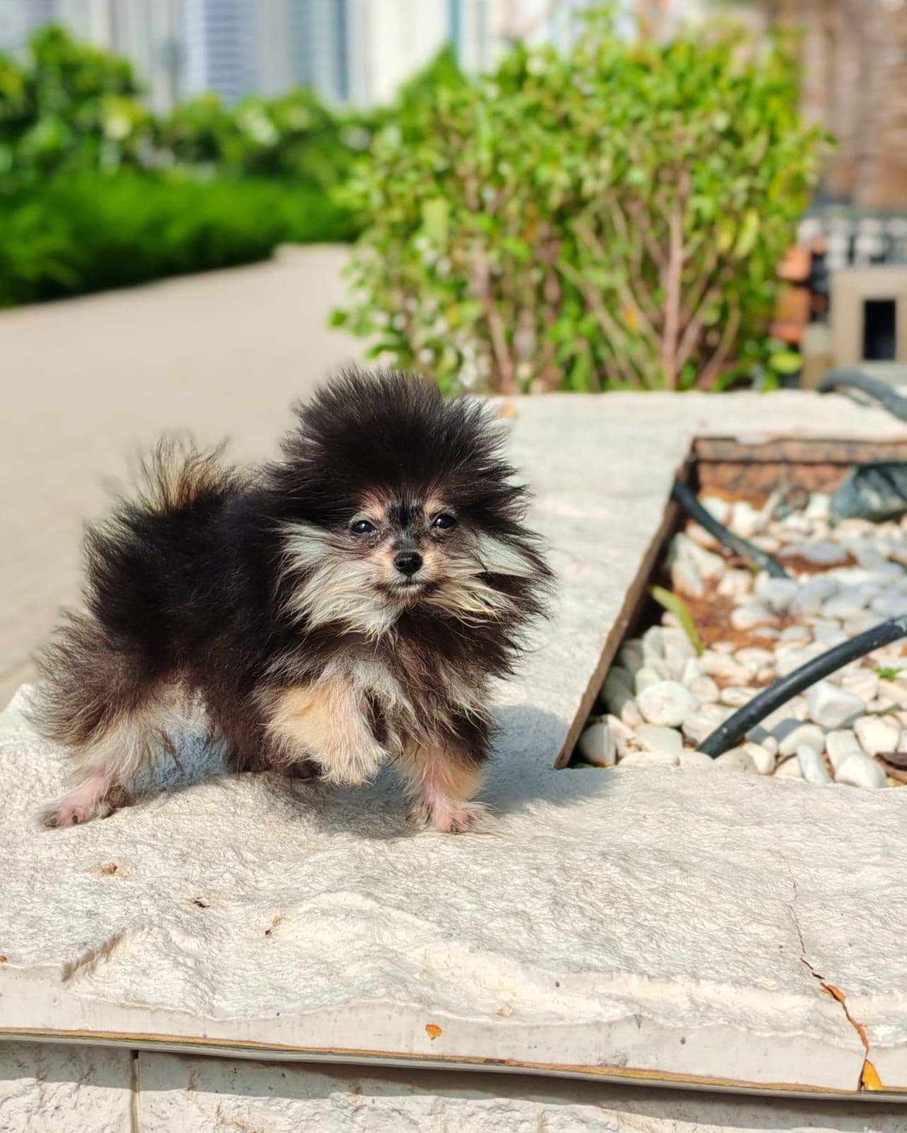 Teacup Pomeranian  - Image 5