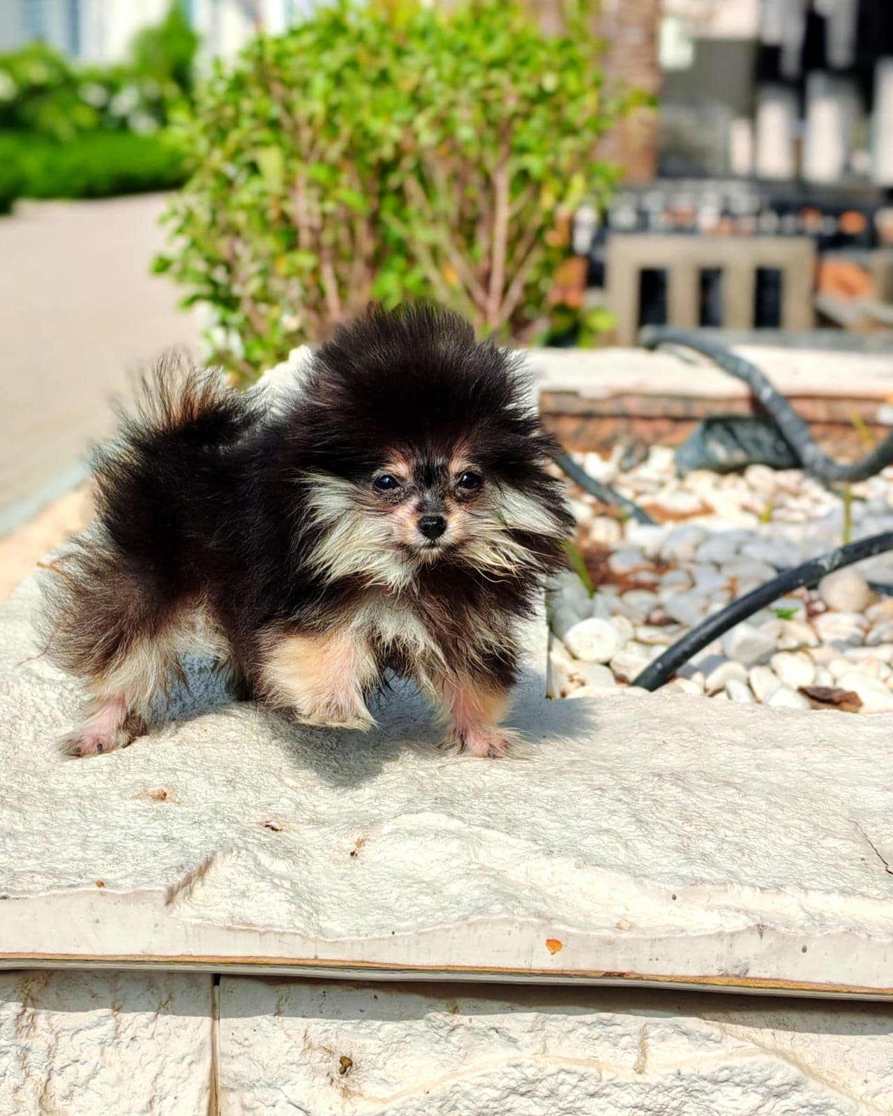 Teacup Pomeranian  - Image 6