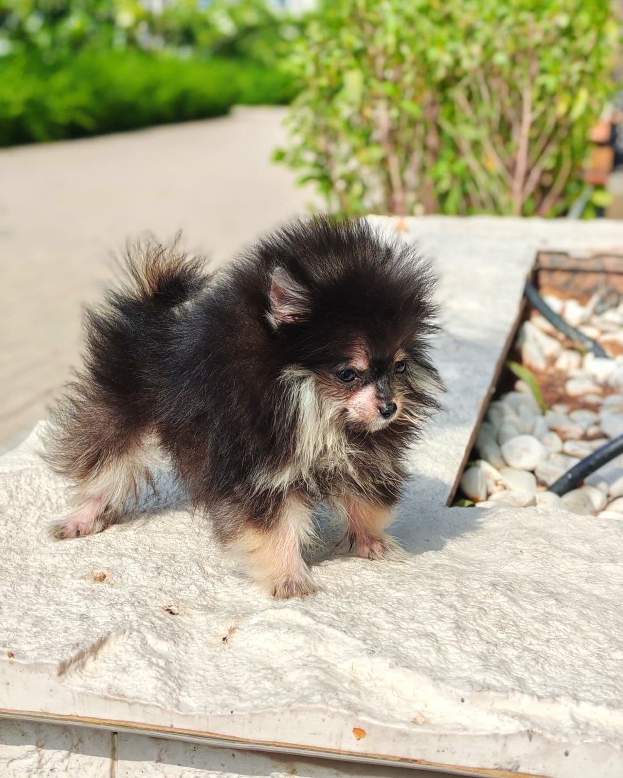 Teacup Pomeranian 