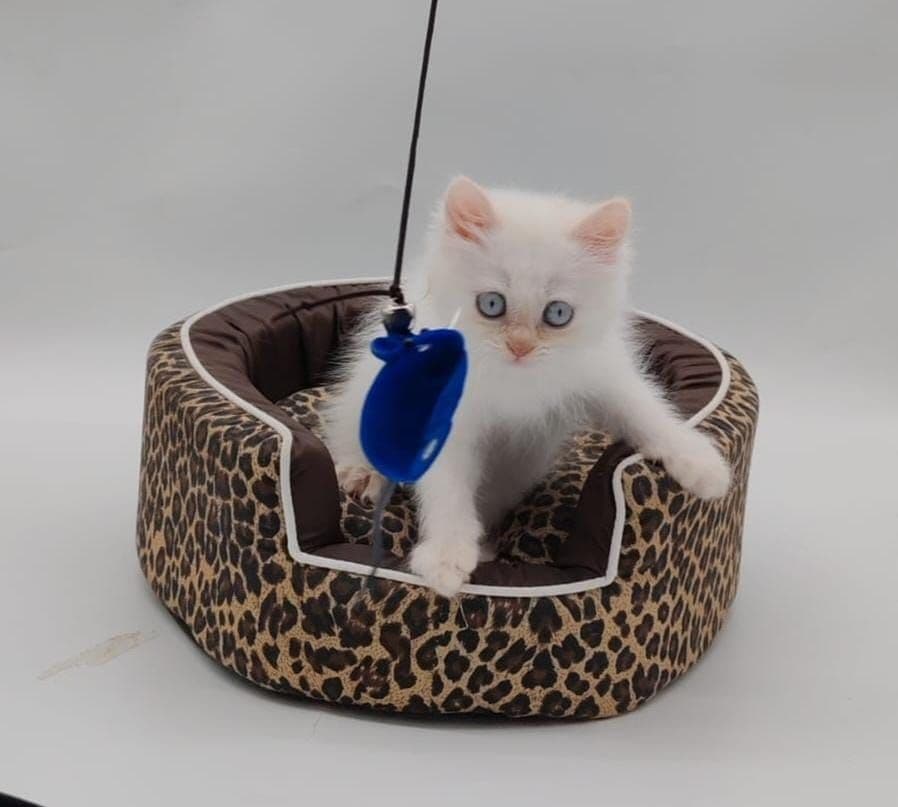 Persian Kitten - Image 1