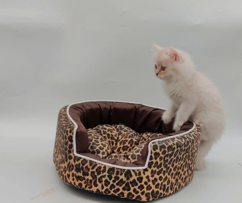 Persian Kitten - Image 1