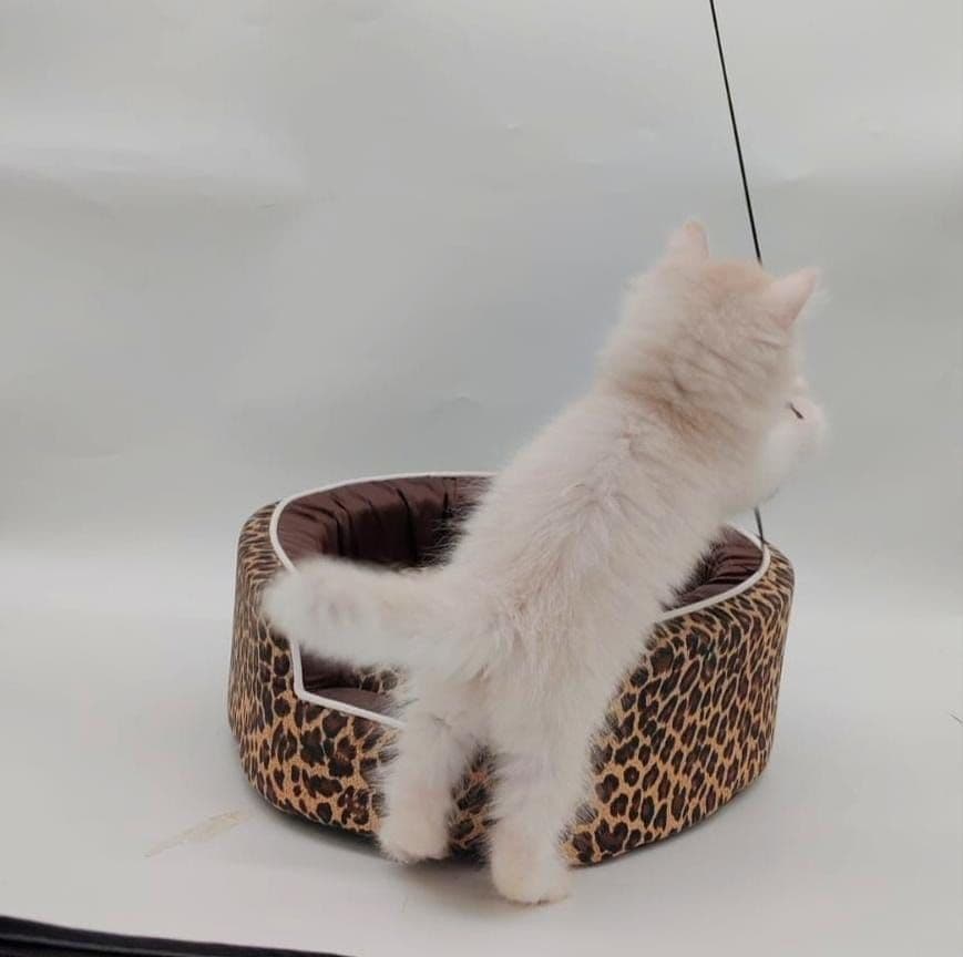 Persian Kitten - Image 2