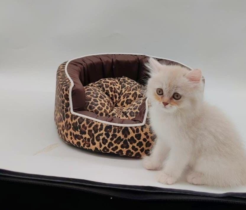 Persian Kitten - Image 3