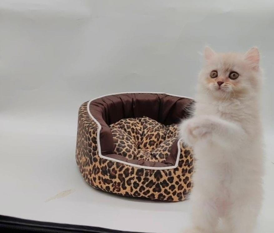 Persian Kitten