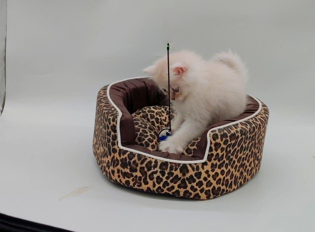 Persian Kitten - Image 5