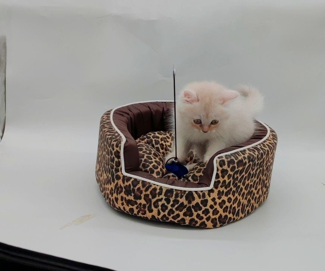 Persian Kitten - Image 6