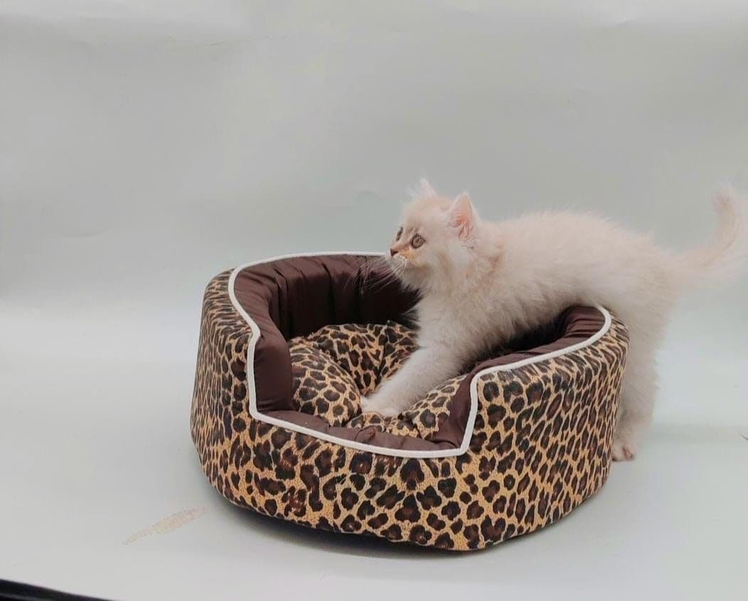 Persian Kitten - Image 8