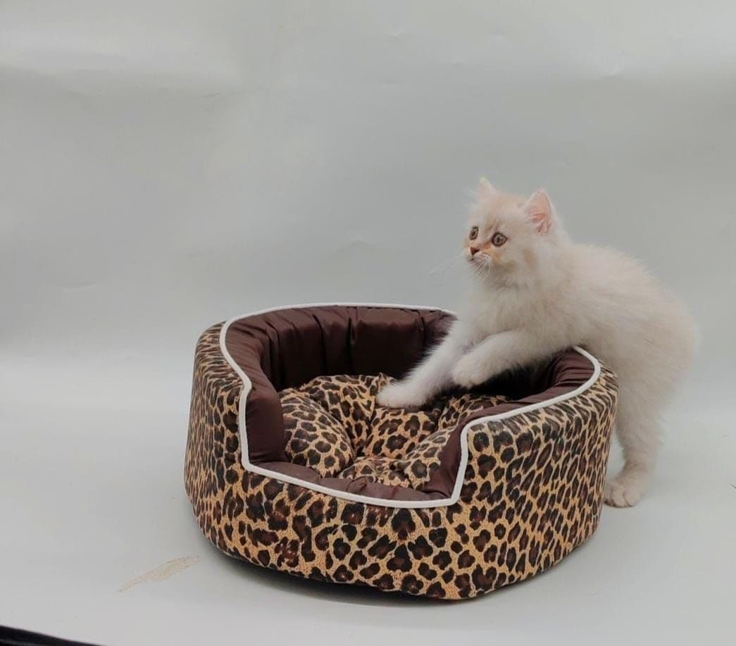 Persian Kitten - Image 9
