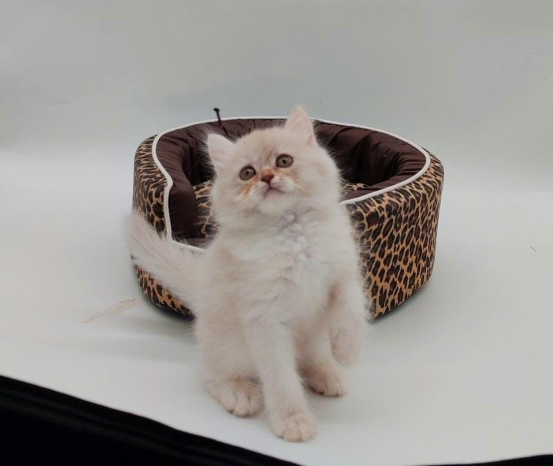 Persian Kitten - Image 10