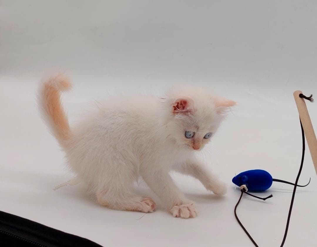 Persian Kitten - Image 2