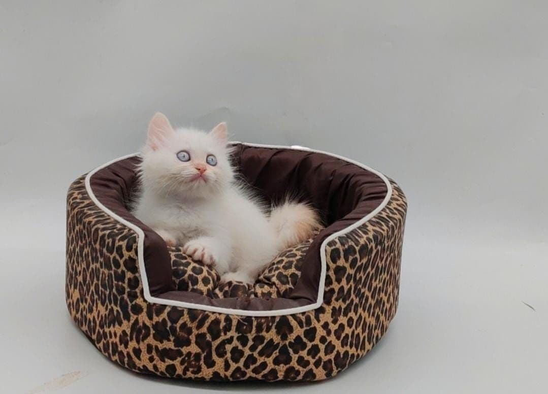 Persian Kitten - Image 3