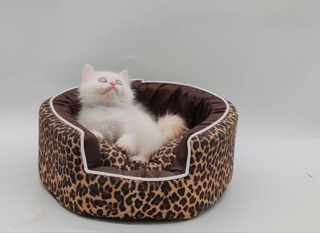Persian Kitten - Image 4