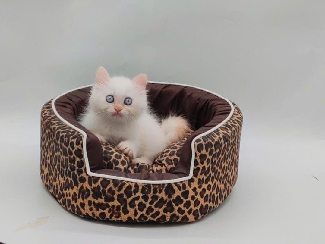 Persian Kitten