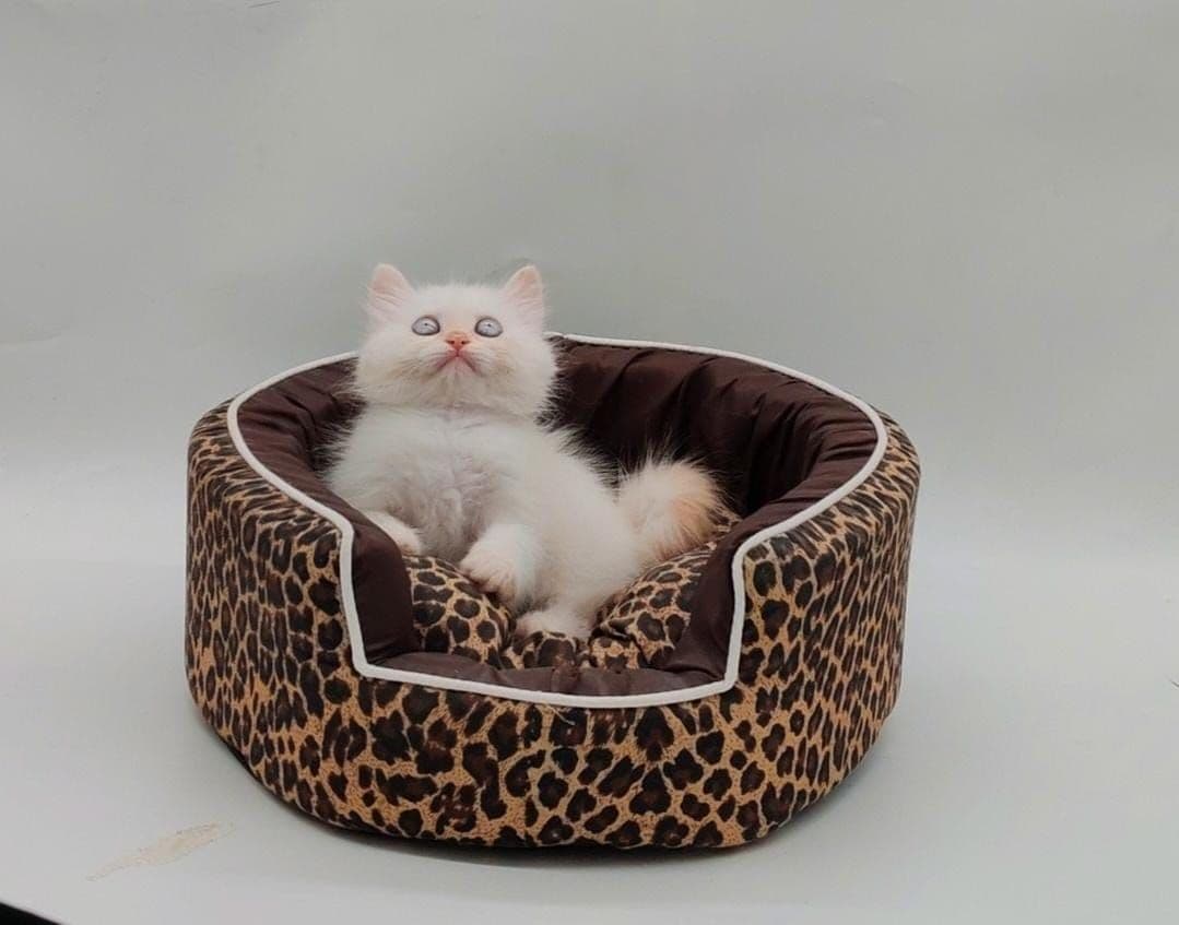 Persian Kitten - Image 6